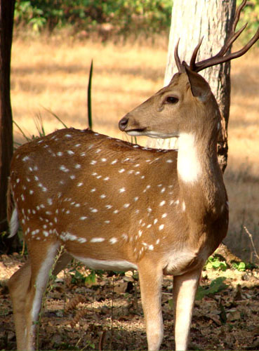 sundarban tour map