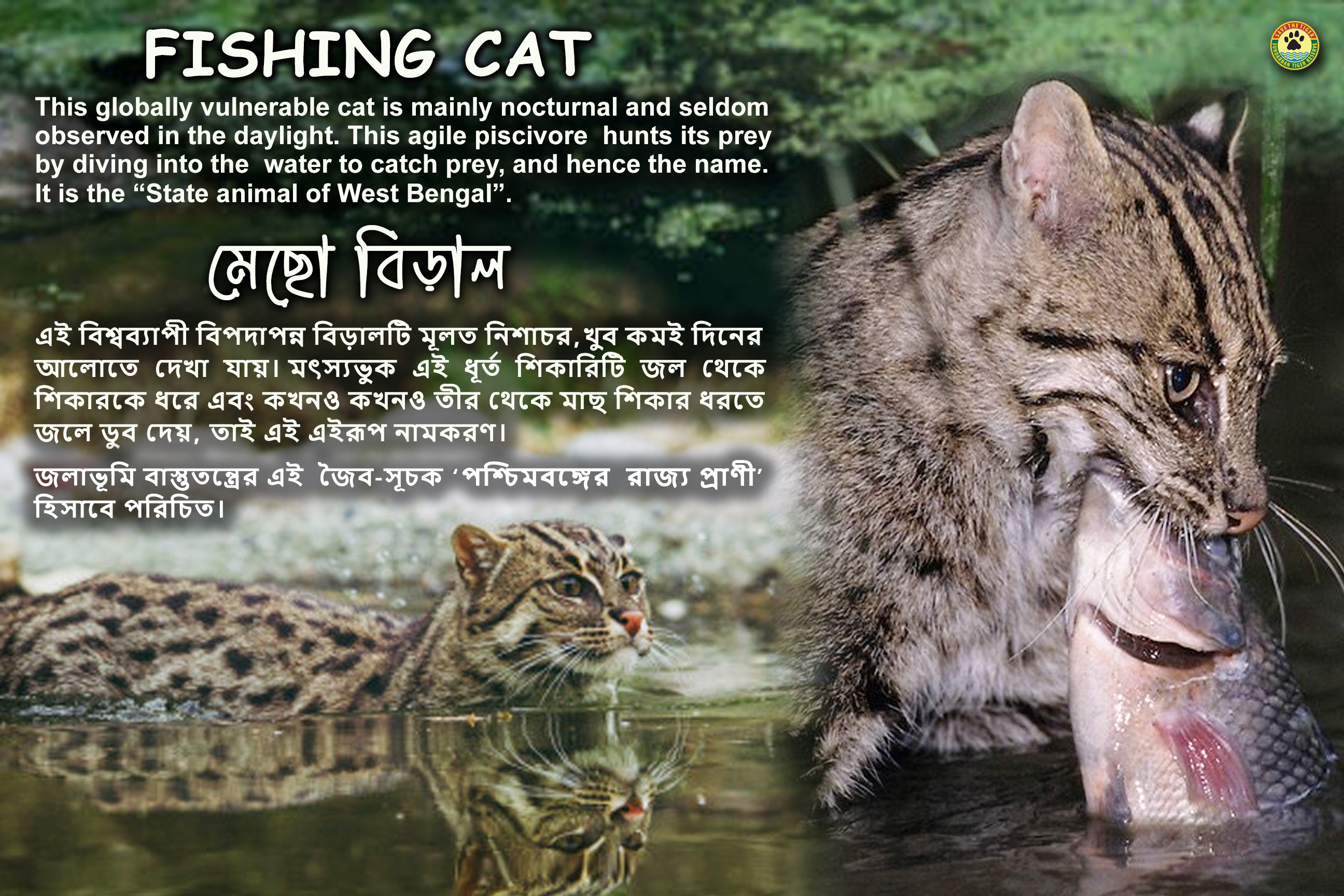 Fishing Cat