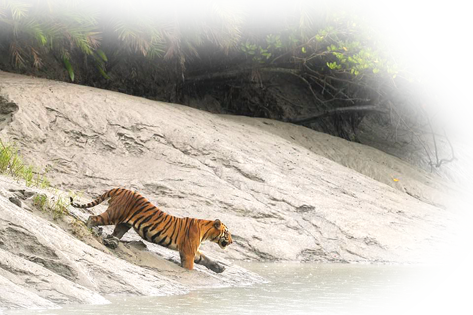 sundarban tour map